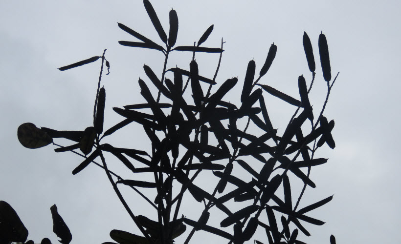 Eros ipsum rutrum orci